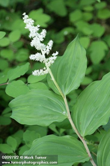Large False Solomon's Seal
