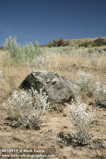 Snow Buckwheat w/ lichen-covered basalt boulder