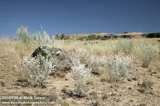 Snow Buckwheat w/ lichen-covered basalt boulder