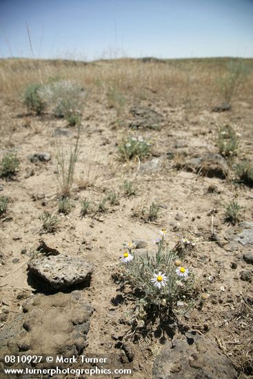 Threadleaf Fleabane habitat view