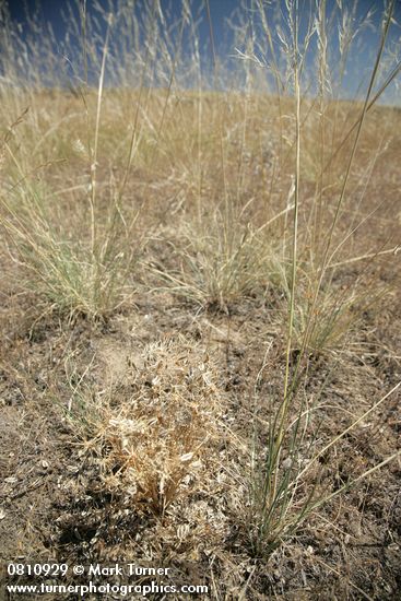 Desert Parsley in seed among drying grasses