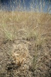 Desert Parsley in seed among drying grasses