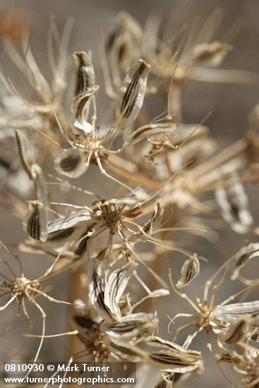 Desert Parsley seeds