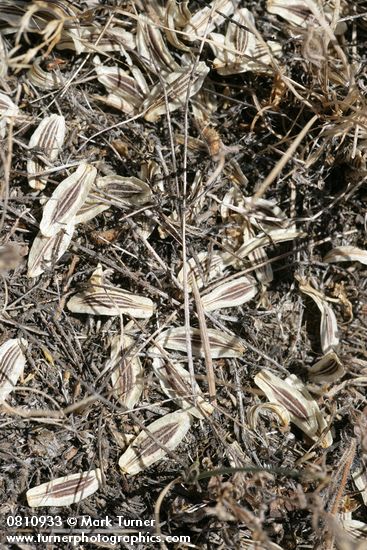 Desert Parsley seeds fallen on ground