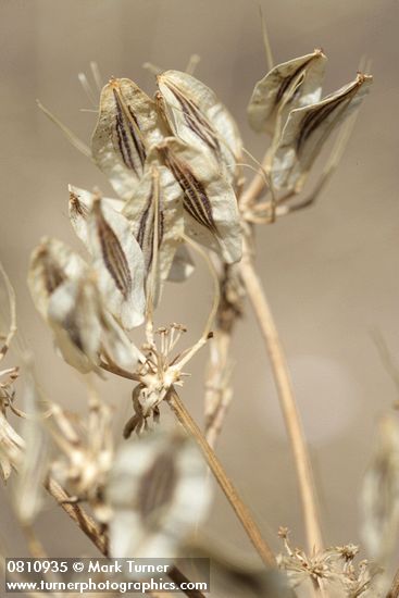 Desert Parsley seeds