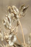 Desert Parsley seeds