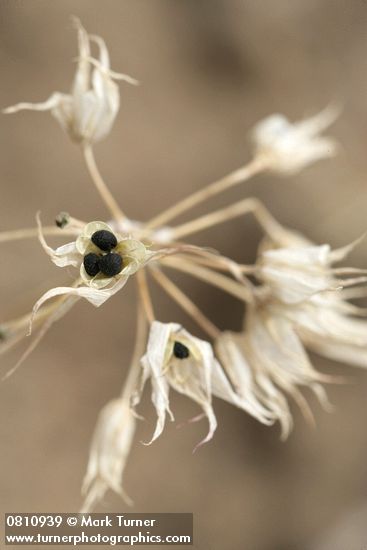 Tapertip Onion dry flowers w/ seeds