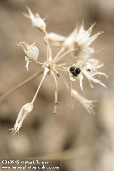 Tapertip Onion dry flowers w/ seeds