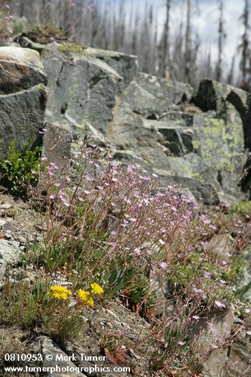 Columbia Lewisia w/ Spreading Stonecrop