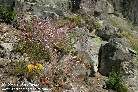 Columbia Lewisia w/ Spreading Stonecrop
