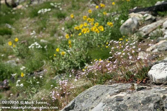 Columbia Lewisia w/ Balsamroot & Yarrow soft bkgnd