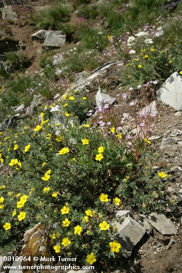 Shrubby Cinquefoil w/ Columbia Lewisia
