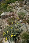 Shrubby Cinquefoil w/ Columbia Lewisia