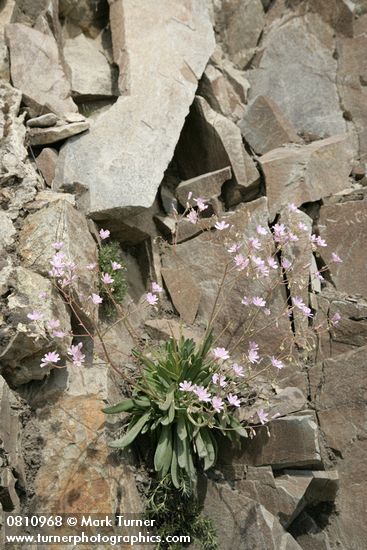 Columbia Lewisia in basalt crack