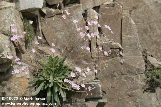 Columbia Lewisia in basalt crack
