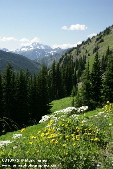 Mountain Arnica & Cow Parsnips in subalpine meadow w/ mountains bkgnd
