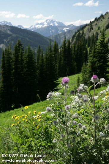 Indian Thistle & Mountain Arnica in subalpine meadow w/ mountains bkgnd