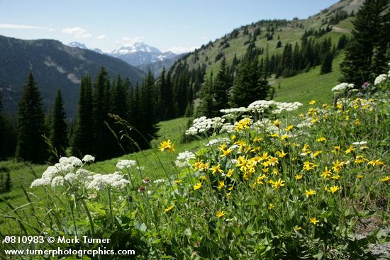 Mountain Arnica & Cow Parsnips in subalpine meadow w/ mountains bkgnd