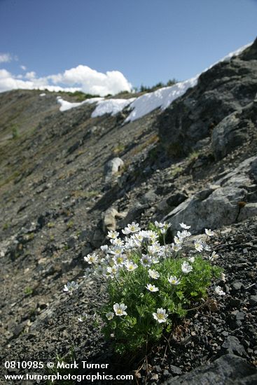 Drummond's (Alpine) Anemone on alpine scree slope
