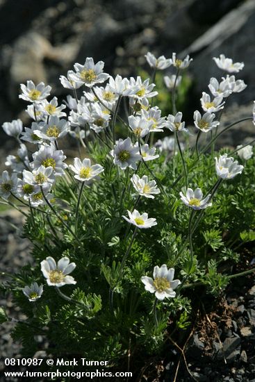 Drummond's (Alpine) Anemone