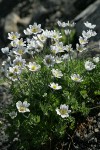 Drummond's (Alpine) Anemone