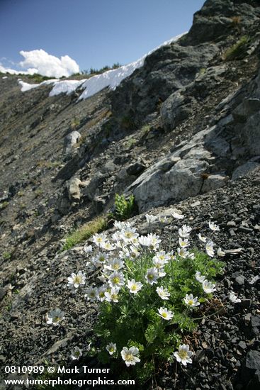 Drummond's (Alpine) Anemone on alpine scree slope