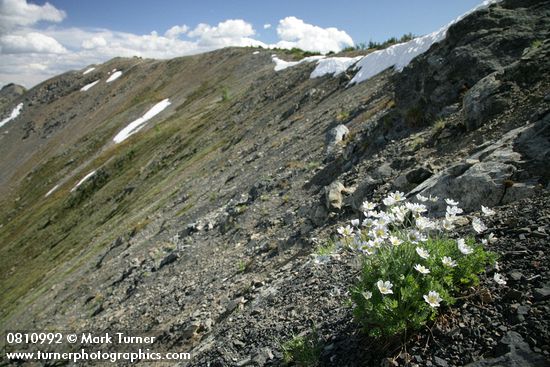 Drummond's (Alpine) Anemone on alpine scree slope