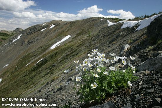 Drummond's (Alpine) Anemone on alpine scree slope