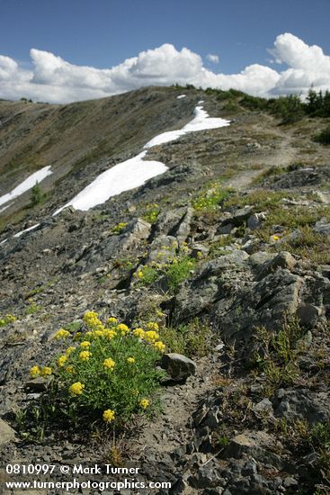 Brandegee's Desert Parsley on alpine ridge