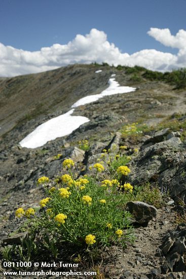Brandegee's Desert Parsley on alpine ridge