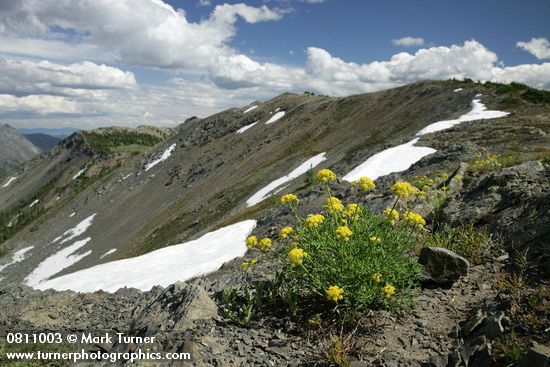 Brandegee's Desert Parsley on alpine ridge