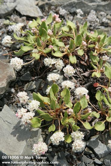 Alpine Buckwheat (Dirty Socks)