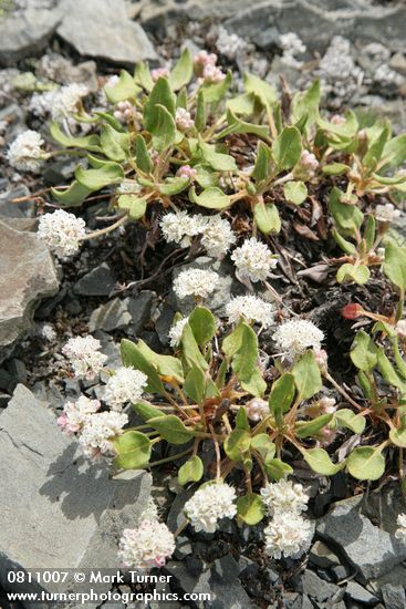 Alpine Buckwheat (Dirty Socks)
