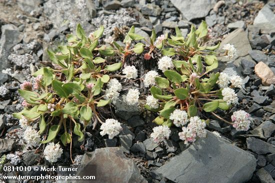 Alpine Buckwheat (Dirty Socks)
