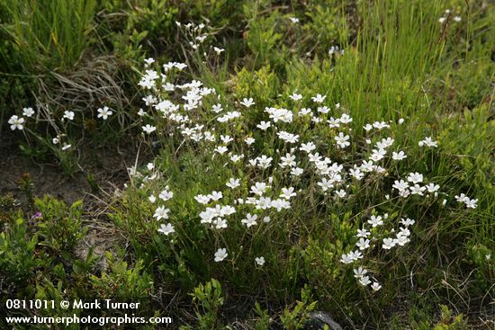 Mountain Sandwort