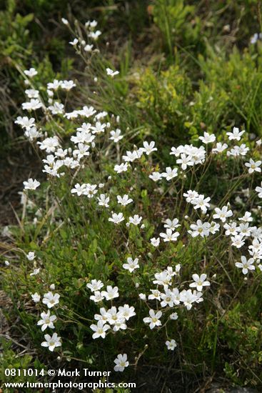 Mountain Sandwort