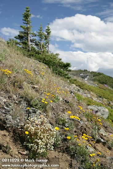 Spotted Saxifrage & Pale Agoseris on sloping meadow