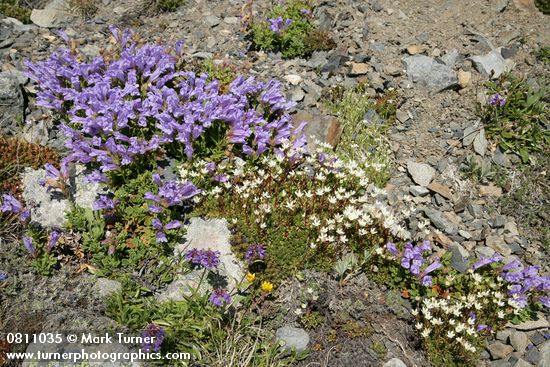 Davidson's Penstemon & Small-flowered Penstemon w/ Spotted Saxifrage