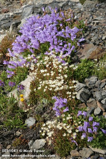Davidson's Penstemon w/ Spotted Saxifrage