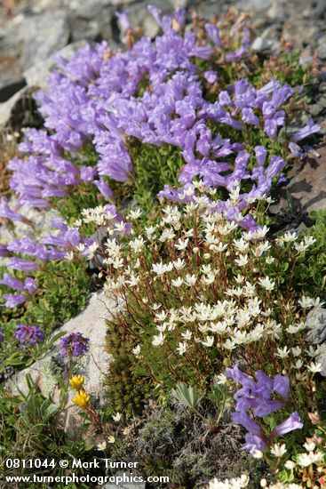 Spotted Saxifrage w/ Davidson's Penstemon