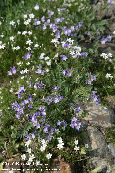 Showy Polemonium w/ Mountain Sandwort