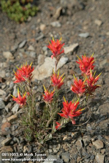 Wenatchee Paintbrush