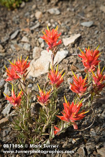 Wenatchee Paintbrush