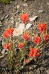 Wenatchee Paintbrush