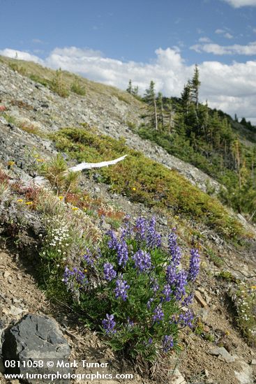 Broad-leaved Lupines on alpine scree slope w/ Spotted Saxifrage & Mountain Juniper
