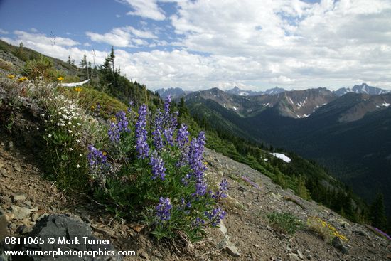Broad-leaved Lupines on alpine scree slope w/ Spotted Saxifrage
