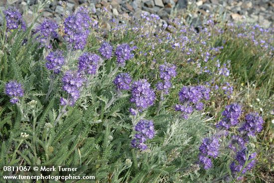 Silky Phacelia