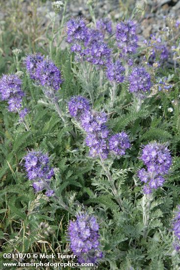 Silky Phacelia