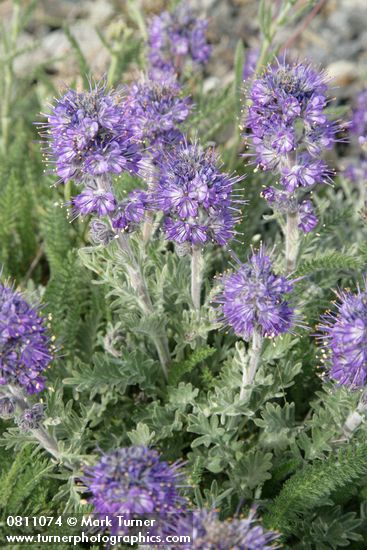 Silky Phacelia