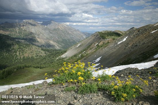 Brandegee's Desert Parsley on alpine ridge